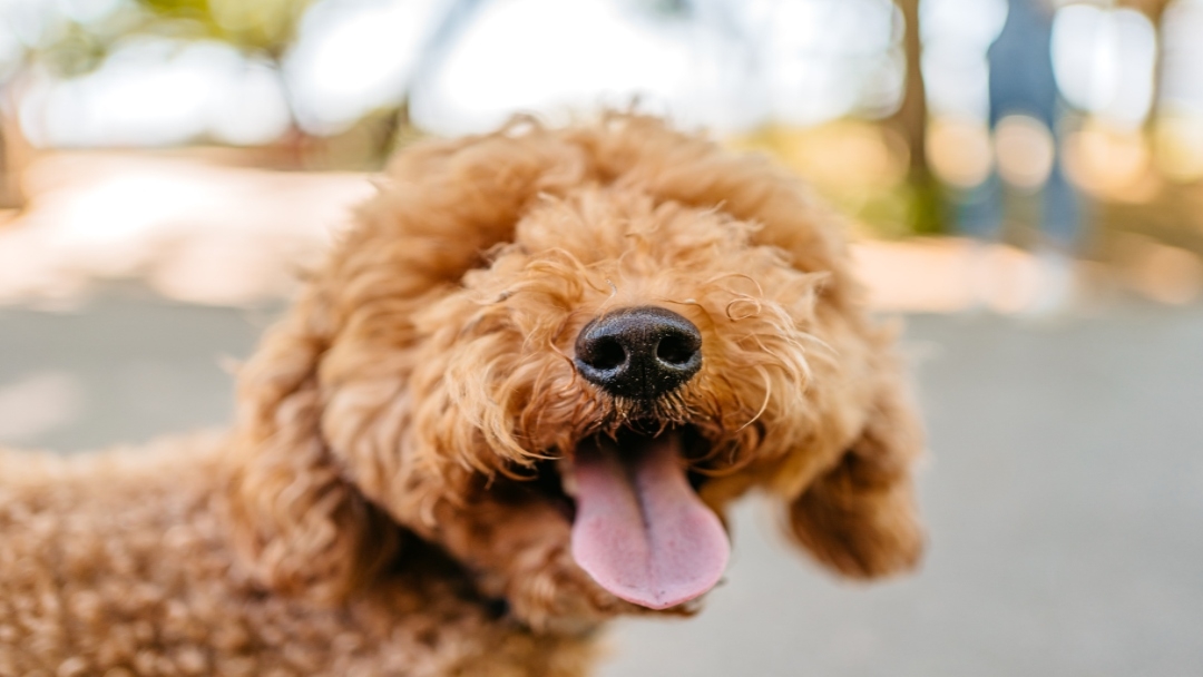 Non shedding cross store breeds